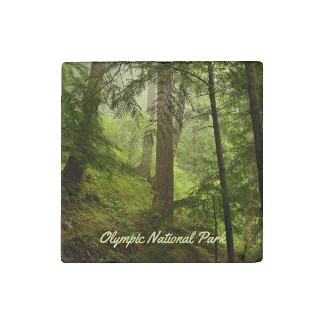 Olympic National Park Rainforest Photo Stone Magnet (Front)