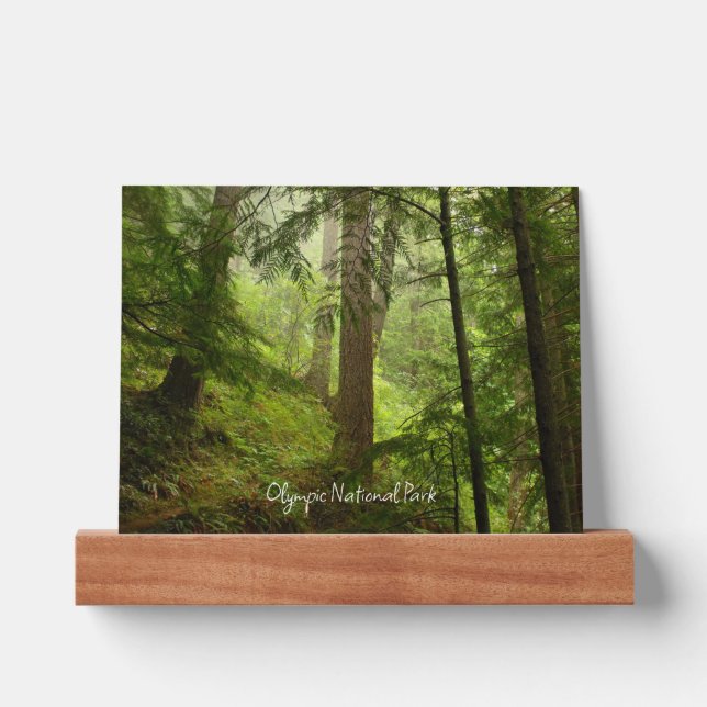 Olympic National Park Rainforest Picture Ledge (Front)