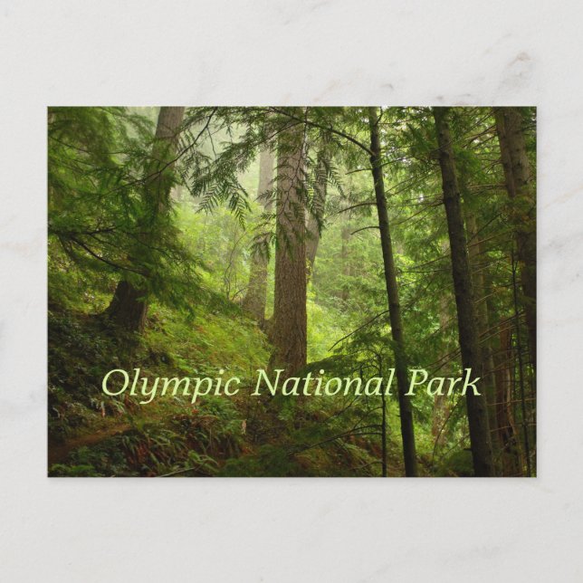 Olympic National Park Rainforest Postcard (Front)