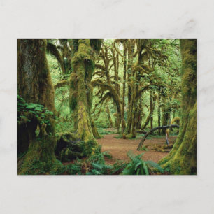 Olympic National Park, WA 2 Postcard