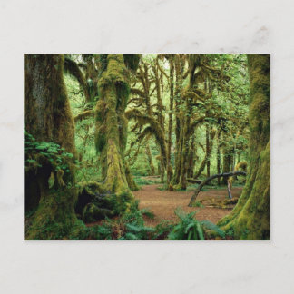 Olympic National Park, WA 2 Postcard