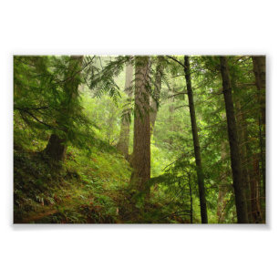Olympic National Park Washington Rainforest Photo