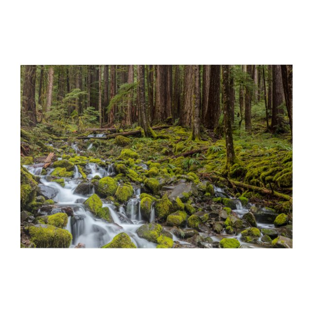 Olympic National Park, Washington State Acrylic Print (Front)
