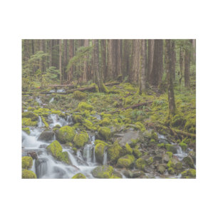 Olympic National Park, Washington State Gallery Wrap