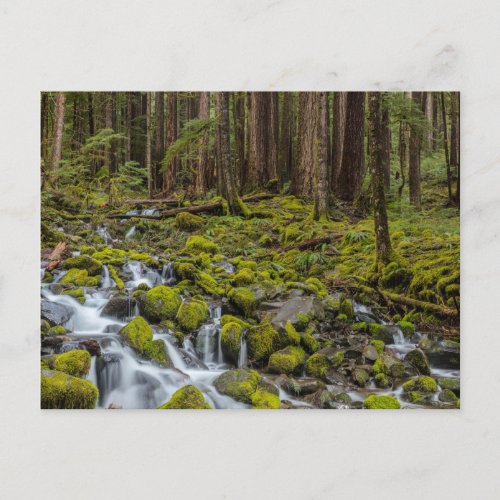 Olympic National Park Washington State Postcard