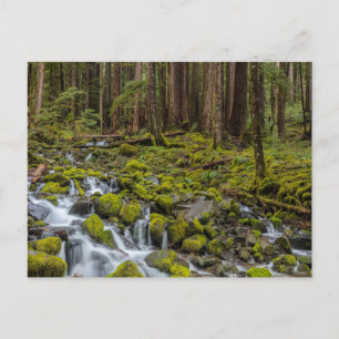Olympic National Park, Washington State Postcard