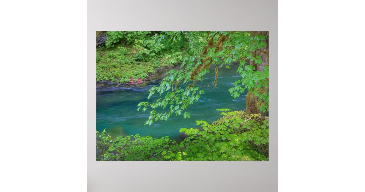 Olympic National Park Washington State Poster | Zazzle