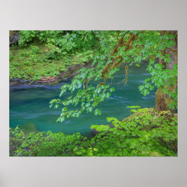 Olympic National Park Washington State Poster (Front)