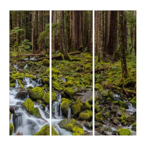 Olympic National Park Washington State Triptych