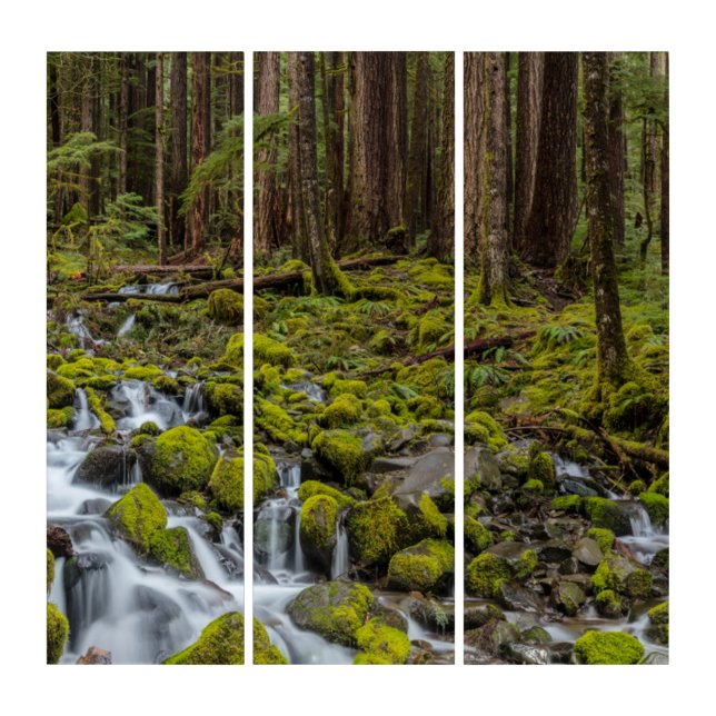 Olympic National Park, Washington State Triptych (Front)