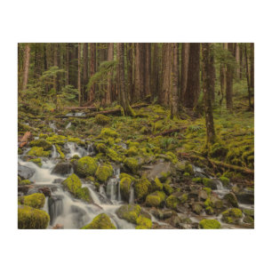Olympic National Park, Washington State Wood Wall Art
