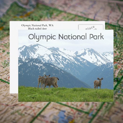 Olympic National Park Wildlife Travel Photo Postcard