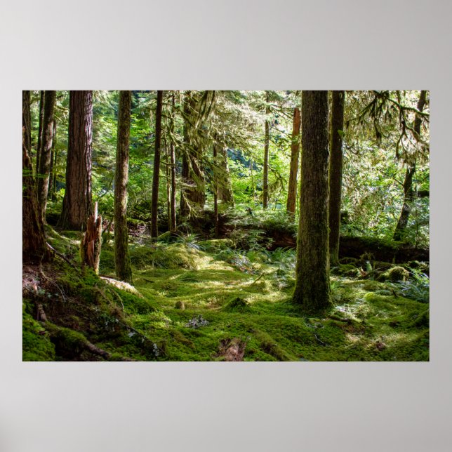 Olympic Peninsula Rainforest Poster (Front)