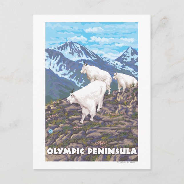 Olympic Peninsula, WashingtonMountain Goats Postcard (Front)