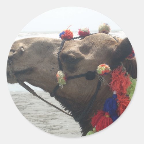 Oman  Masqat Desert Majesty Adorned Camel Safari Classic Round Sticker