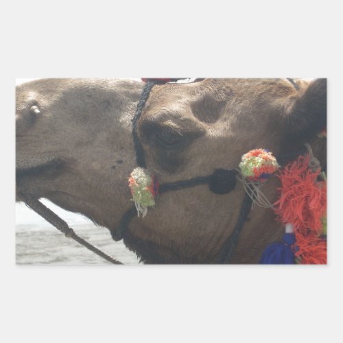 Oman  Masqat Desert Majesty Adorned Camel Safari Rectangular Sticker