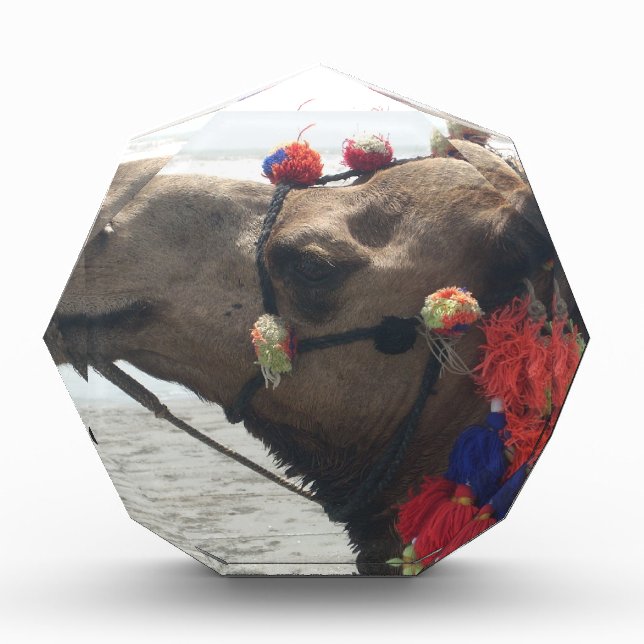Oman Muscat Camel Photo Art Print Award (Front)