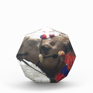 Oman Muscat Camel Photo Art Print Award