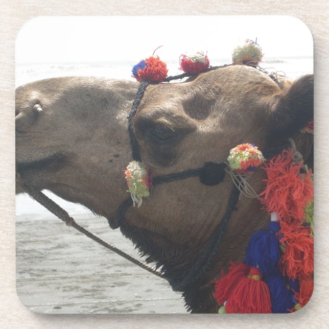 Oman Muscat Camel Photo Art Print Beverage Coaster (Front)