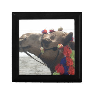 Oman Muscat Camel Photo Art Print Gift Box