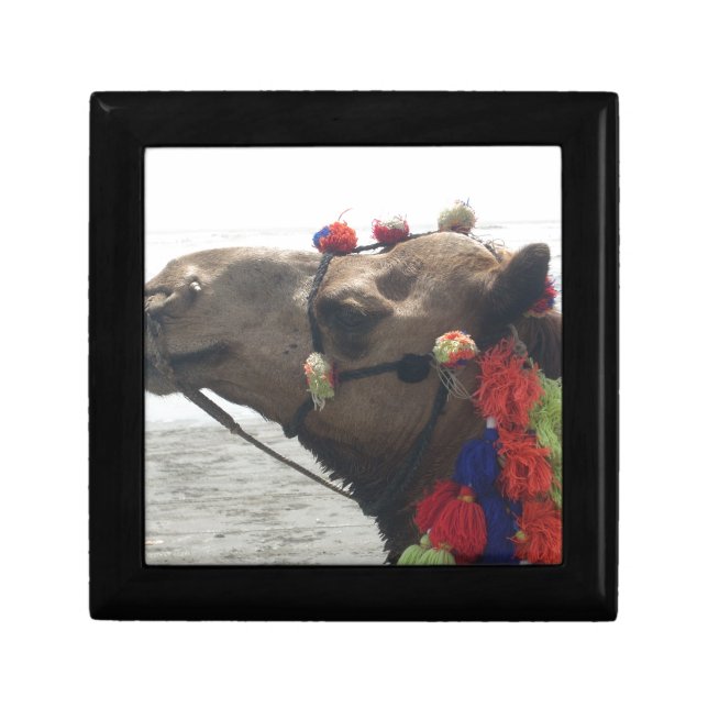 Oman Muscat Camel Photo Art Print Gift Box (Front)