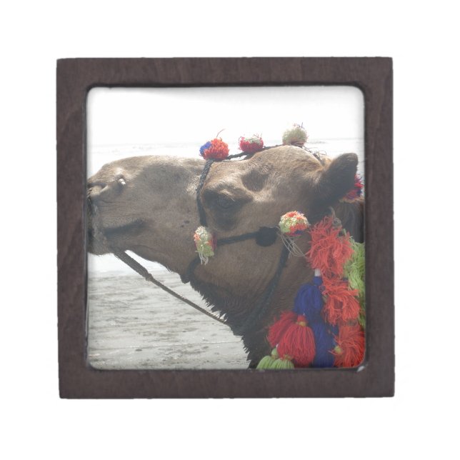 Oman Muscat Camel Photo Art Print Gift Box (Front)
