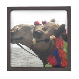 Oman Muscat Camel Photo Art Print Jewelry Box