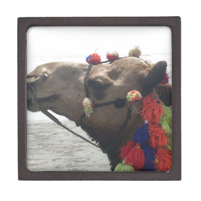 Oman Muscat Camel Photo Art Print Jewelry Box (Front)