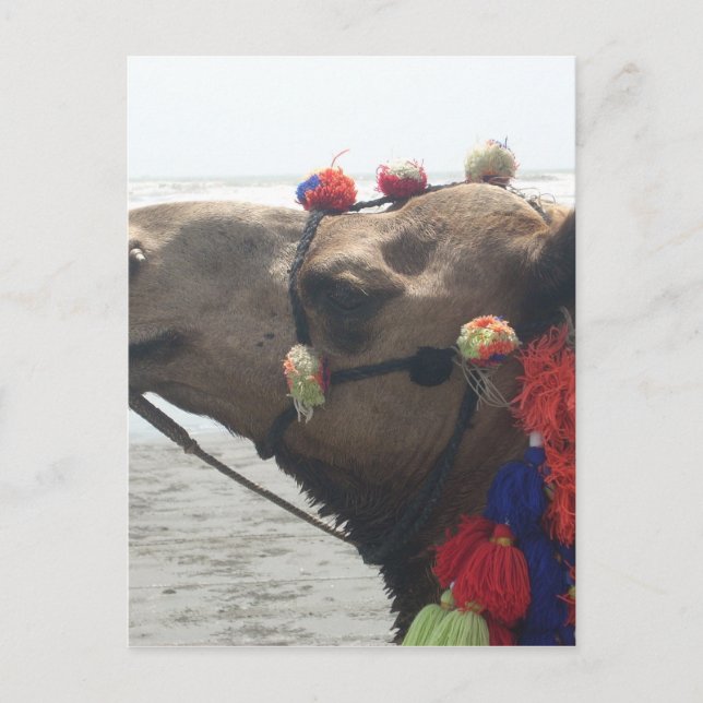 Oman Muscat Camel Photo Art Print Postcard (Front)