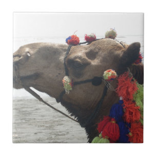 Oman Muscat Camel Photo Art Print Tile