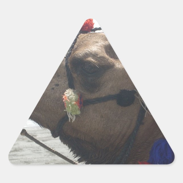 Oman Muscat Camel Photo Art Print Triangle Sticker (Front)