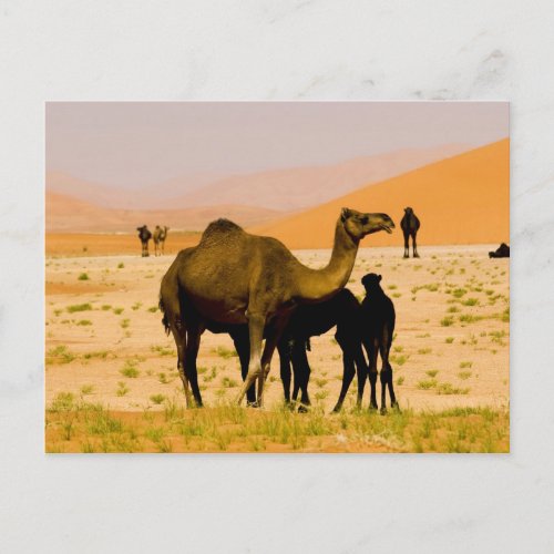 Oman Rub Al Khali desert camels dromedaries Postcard