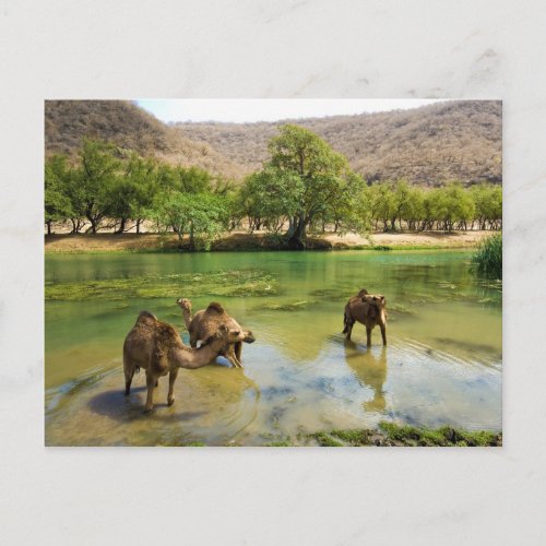 Oman Wadi darbat dromedaries pasturing in the Postcard