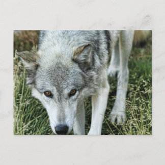Ominous Stare Postcard