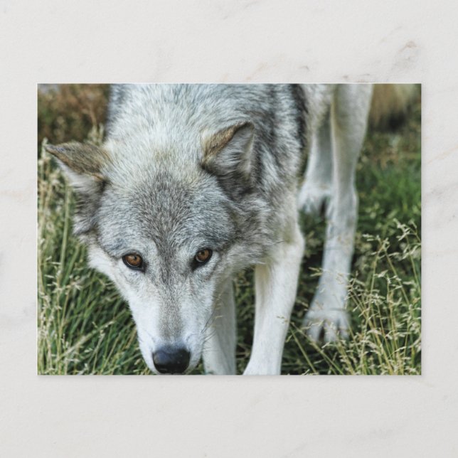 Ominous Stare Postcard (Front)