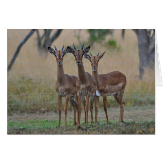 On Alert - Impala Card (Front Horizontal)