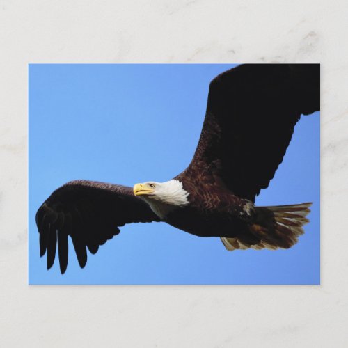 On Eagle Wings Postcard