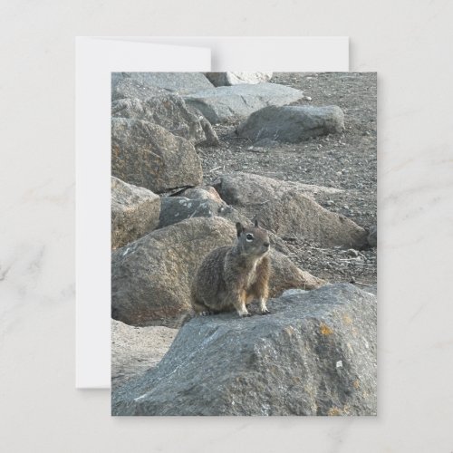 On Morro ground squirrel Note Card