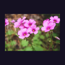 On My Doorstep Canvas Print