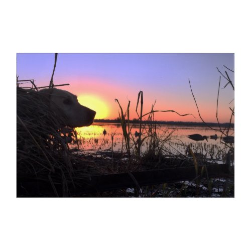 On Point in the Duck Blind Acrylic Print