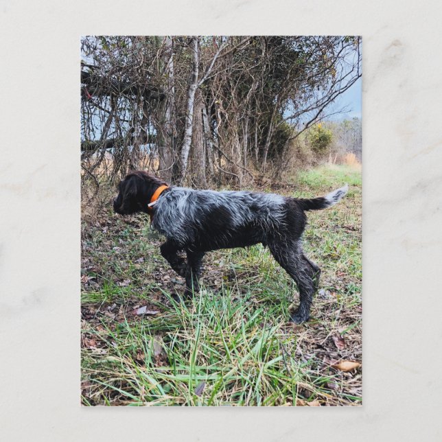 On point puppy postcard (Front)