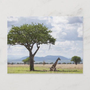 On safari in Mikumi National Park in Tanzania, Postcard