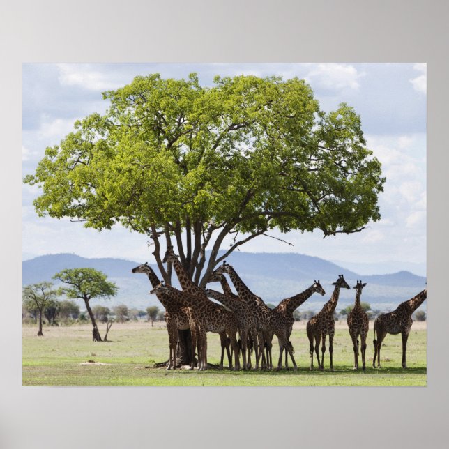 On Safari | Mikumi National Park, Tanzania Poster (Front)
