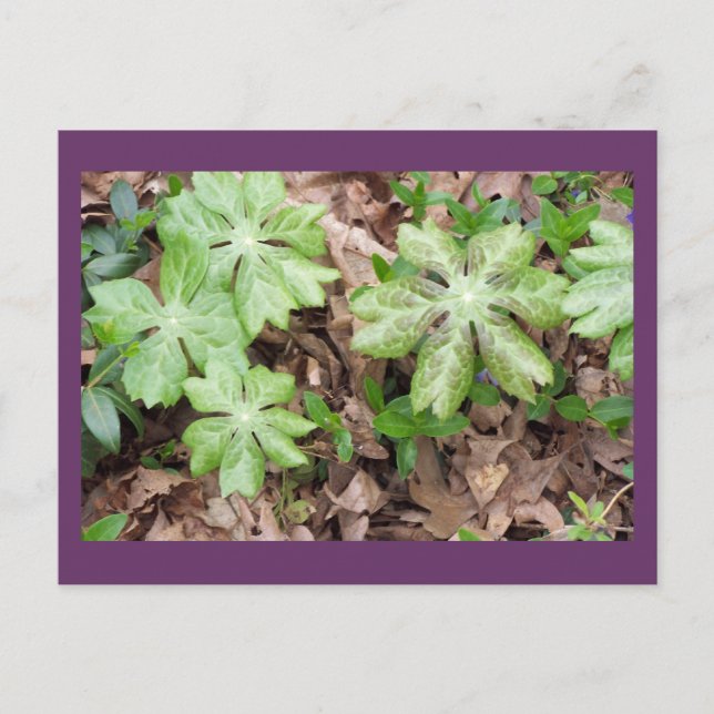 On the Grounds of Jefferson's Monticello... Postcard (Front)