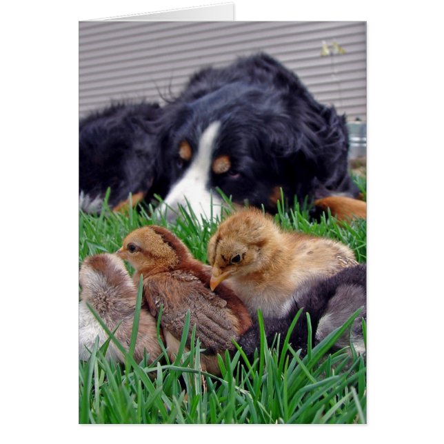 On the Job Bernese Mountain Dog Gaurds Baby Chicks Cards (Front)