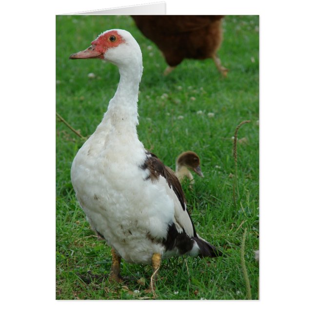 On the Lookout Duck All Occasions  Cards (Front)
