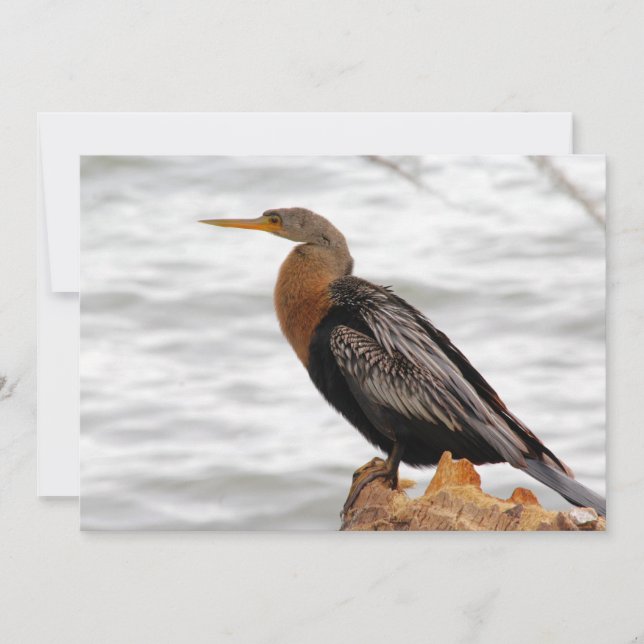 On The Lookout Note Card (Front)