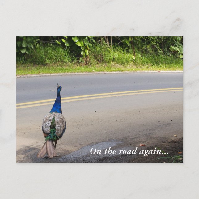 On The Road Again - Maui Peacock Postcard (Front)