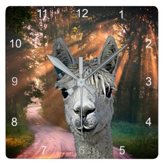 Alpaca in a country lane on a kitchen wall clock.