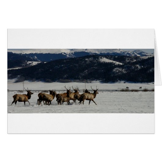 On The Run (Front Horizontal)